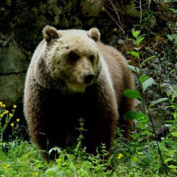 Consiglio Stato salva la vita orsa F36, Enpa, Per cuccioli resti in libertà