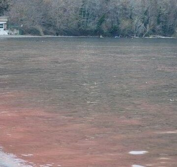 Lago di Vico inquinato, la Regione chiede a Talete piano di intervento