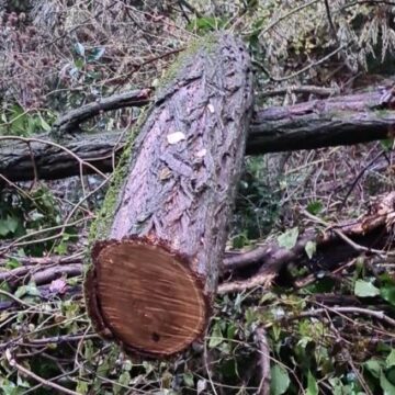 Orte, taglia un albero in un terreno dell’ Anas e rimane ferito