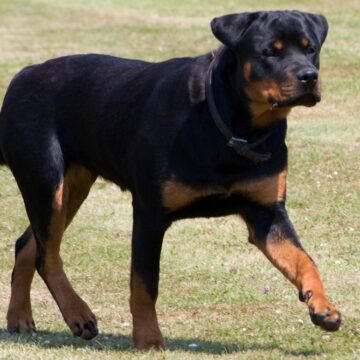 Morto sbranato da rottweiler mentre fa jogging