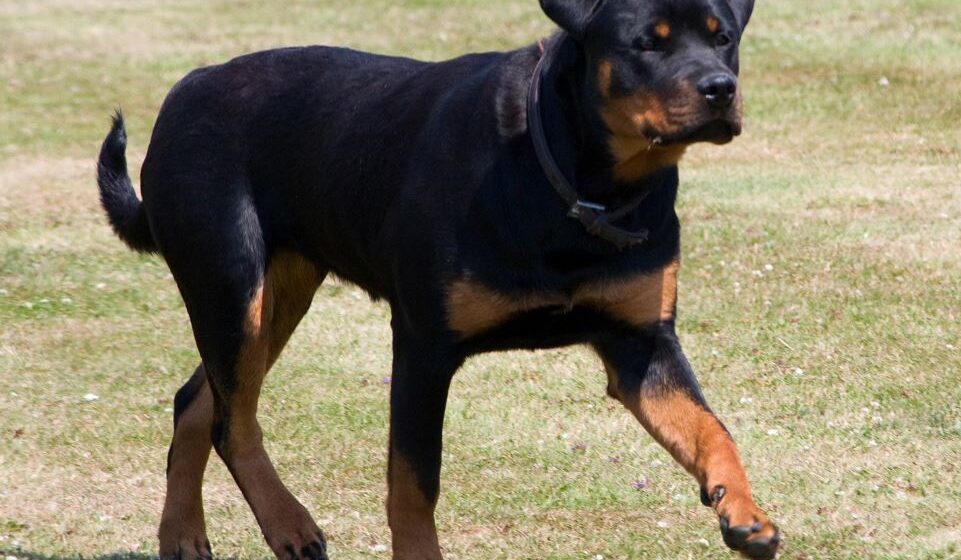 Morto sbranato da rottweiler mentre fa jogging