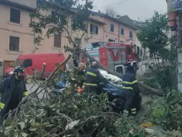 San Martino, pianta si spezza in via Cadorna e travolge auto in sosta