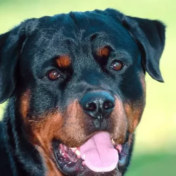 Bevagna, grave il bambino aggredito da un rottweiler in Umbria