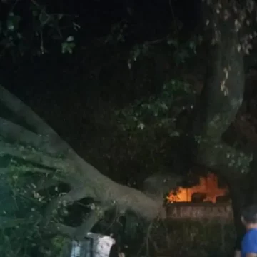 Vignanello, crolla nell’area della sagra un enorme ramo di leccio