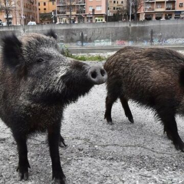 Cinghiali, Nunzi: “Debelleremo entro un anno questa piaga”