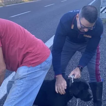 Salvati due cagnolini spauriti sulla superstrada Orte-Viterbo