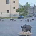 Cinghiali scomparsi, altro mistero, stavolta macabro, a Palazzo dei Priori